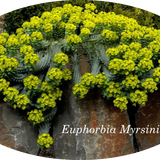 Euphorbia Myrsinites vaso 9