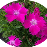 Dianthus 'Kahori'®  vaso 9
