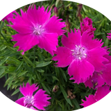 Dianthus 'Kahori'®  vaso 9