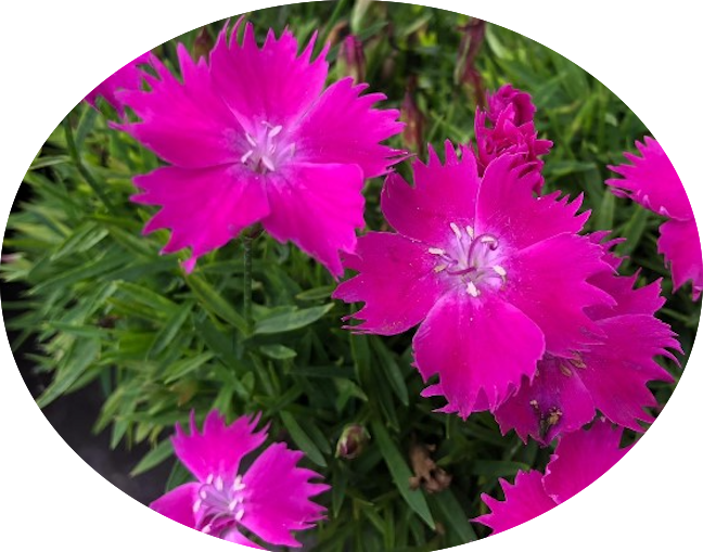 Dianthus 'Kahori'®  vaso 9