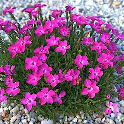 Dianthus 'Kahori'®  vaso 9