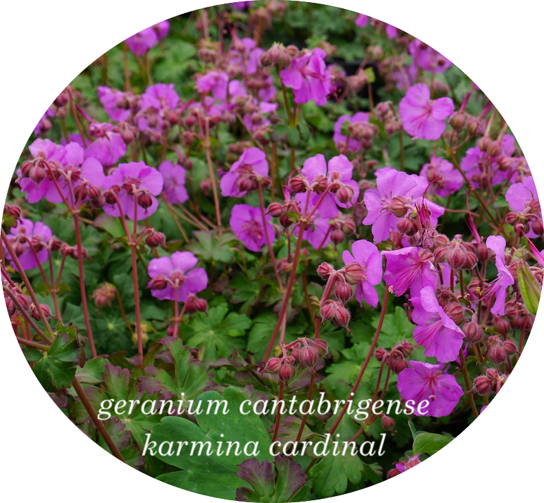 Geranium cantabrigiense  Karmina cardinal