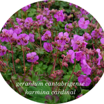 Geranium cantabrigiense  Karmina cardinal