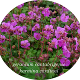 Geranium cantabrigiense  Karmina cardinal