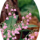 Convallaria Majalis Rosea- Mughetto rosa in vaso