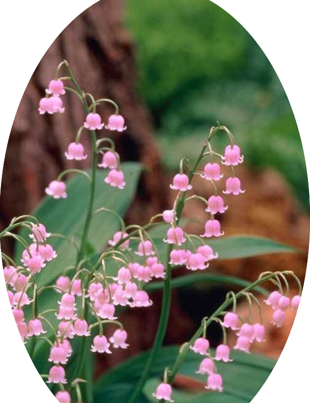 Convallaria Majalis Rosea- Mughetto rosa in vaso