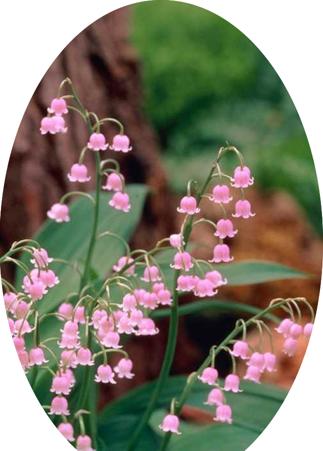 Convallaria Majalis Rosea- Mughetto rosa in vaso