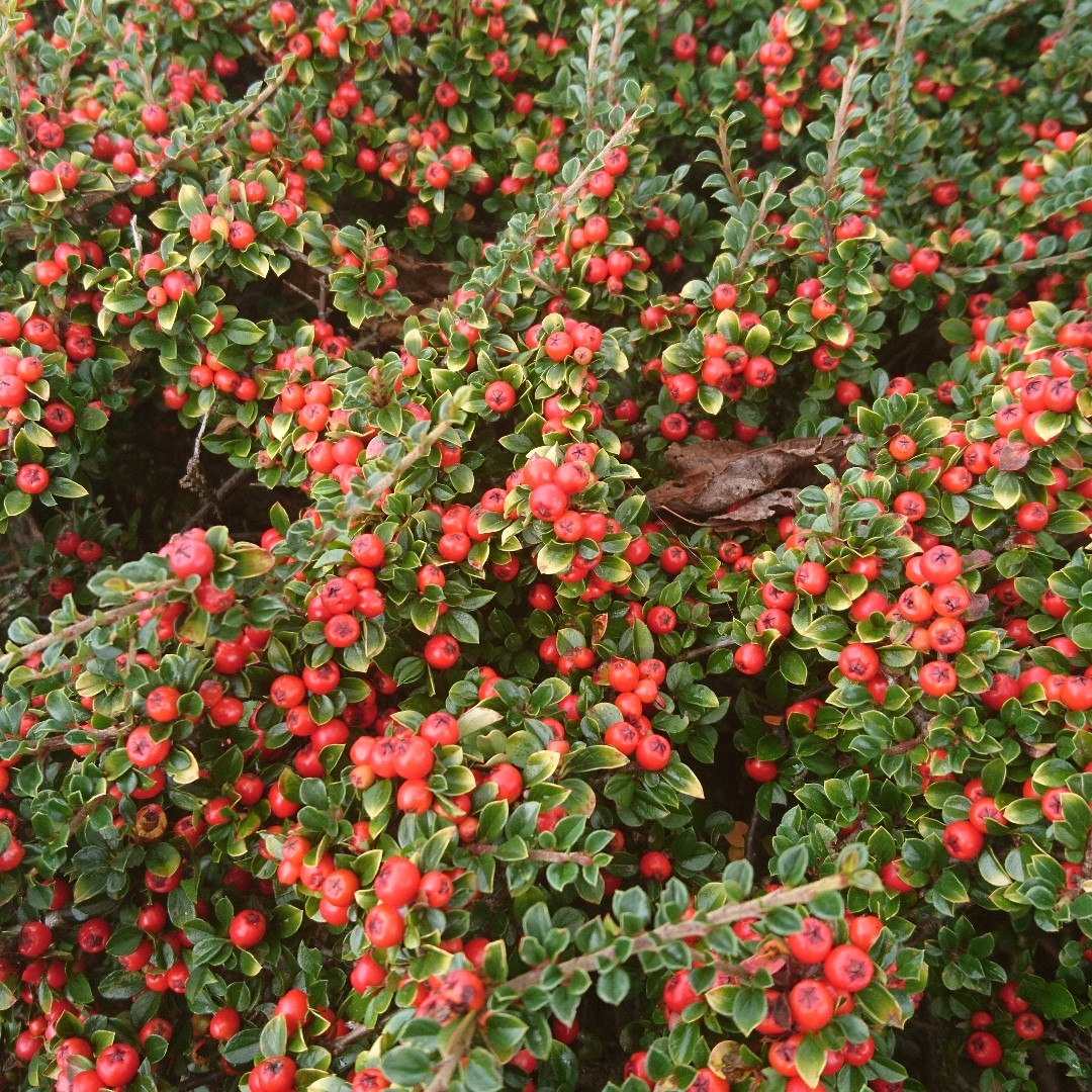 Cotoneaster microphyllus sterib's findling vaso 13
