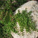 Cotoneaster microphyllus sterib's findling vaso 13