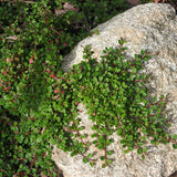 Cotoneaster microphyllus sterib's findling vaso 13