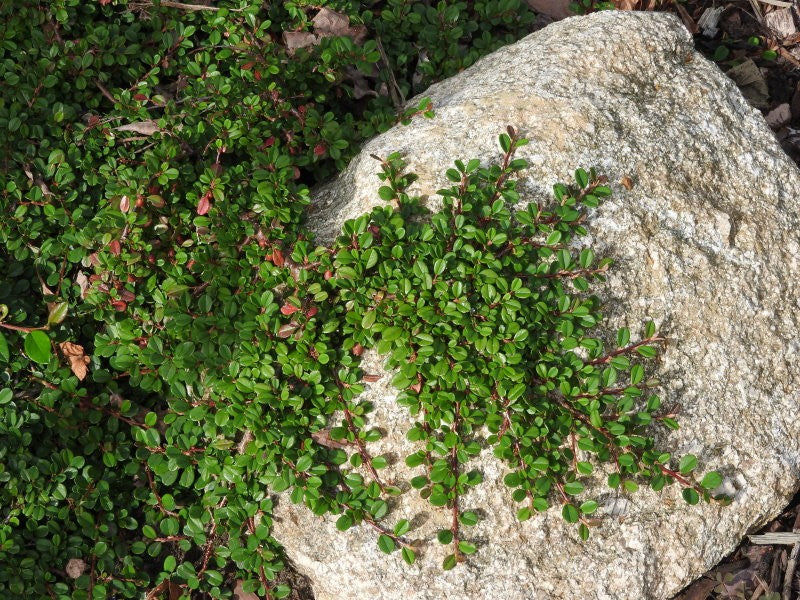 Cotoneaster microphyllus sterib's findling vaso 13