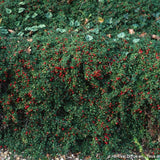Cotoneaster microphyllus sterib's findling vaso 13