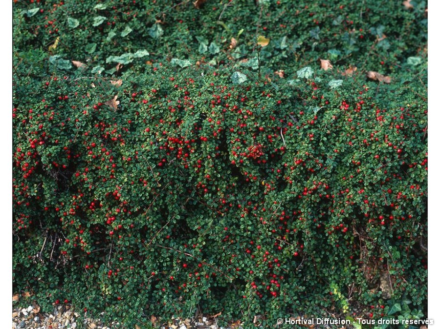 Cotoneaster microphyllus sterib's findling vaso 13