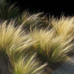 Stipa Tenuissima vaso 14 o 12x12