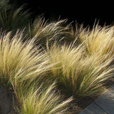 Stipa Tenuissima vaso 14 o 12x12