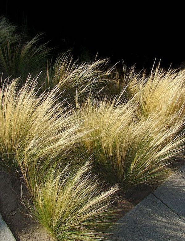 Stipa Tenuissima vaso 14 o 12x12