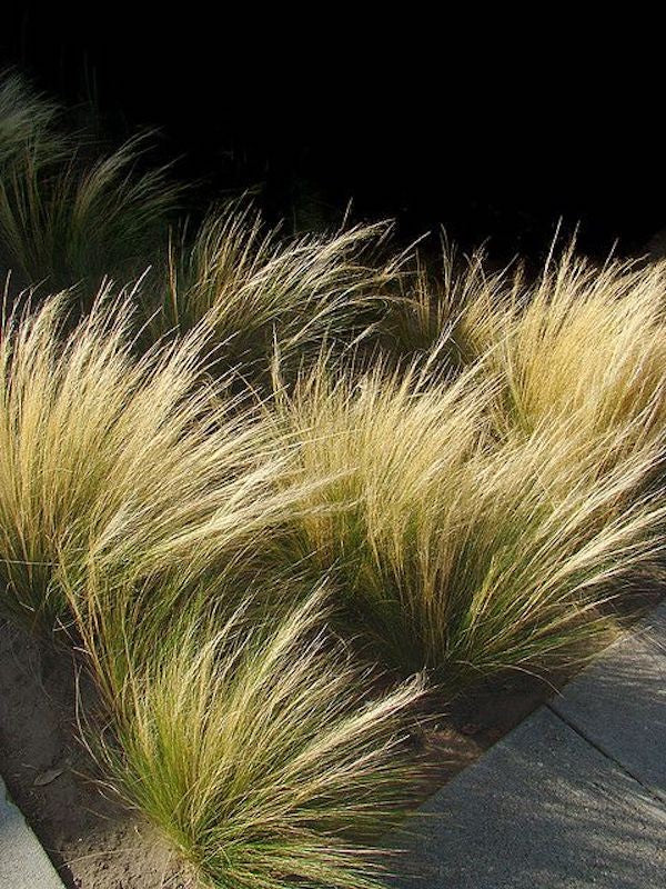 Stipa Tenuissima vaso 14 o 12x12