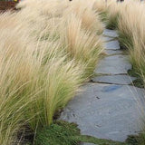 Stipa Tenuissima vaso 14 o 12x12