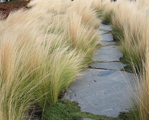 Stipa Tenuissima vaso 14 o 12x12