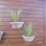 Stipa Tenuissima vaso 14 o 12x12