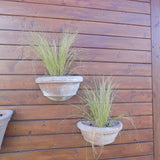 Stipa Tenuissima vaso 14 o 12x12
