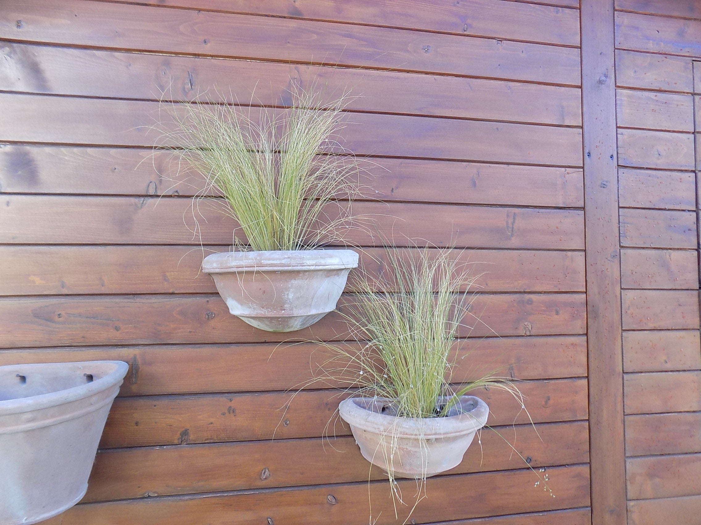 Stipa Tenuissima vaso 14 o 12x12