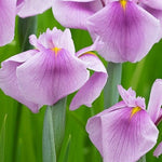 Iris laevigata 'Rose Queen in vaso
