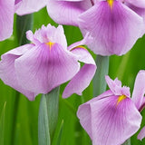 Iris laevigata 'Rose Queen in vaso