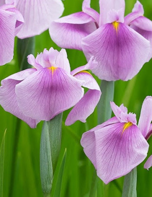 Iris laevigata 'Rose Queen in vaso