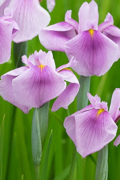 Iris laevigata 'Rose Queen in vaso