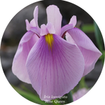 Iris laevigata 'Rose Queen in vaso