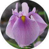 Iris laevigata 'Rose Queen in vaso