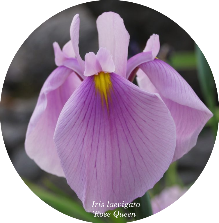Iris laevigata 'Rose Queen in vaso