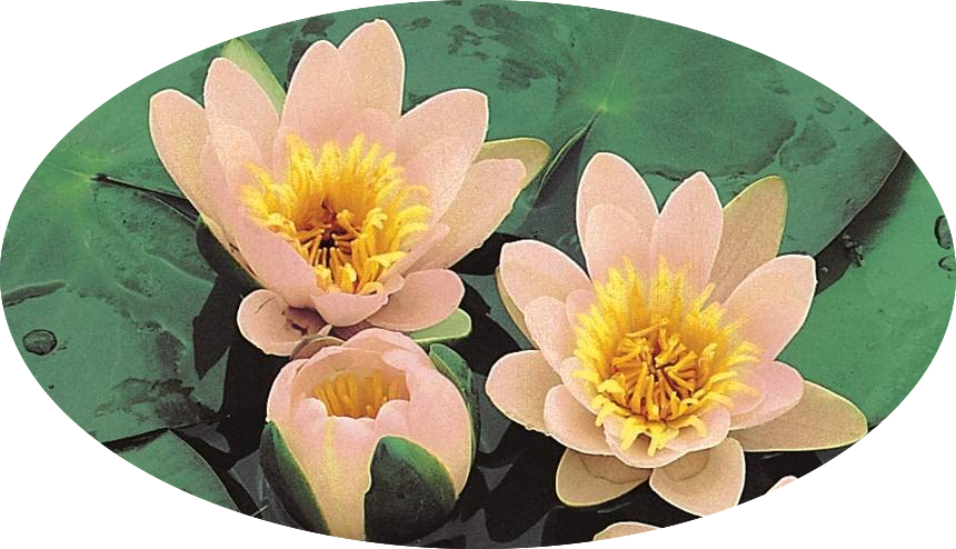 Nymphaea 'Aurora' (Profondità 30/70 cm.)