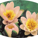 Nymphaea 'Aurora' (Profondità 30/70 cm.)