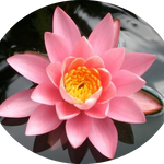 Nymphaea 'Firecrest' (profondità 30/70 cm.)