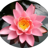 Nymphaea 'Firecrest' (profondità 30/70 cm.)