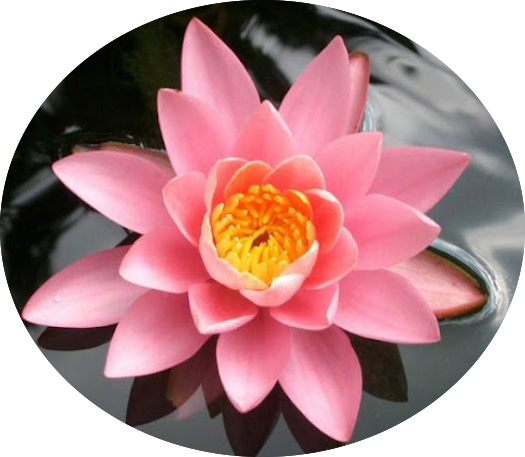 Nymphaea 'Firecrest' (profondità 30/70 cm.)