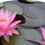 Nymphaea 'Firecrest' (profondità 30/70 cm.)