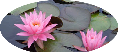 Nymphaea 'Firecrest' (profondità 30/70 cm.)