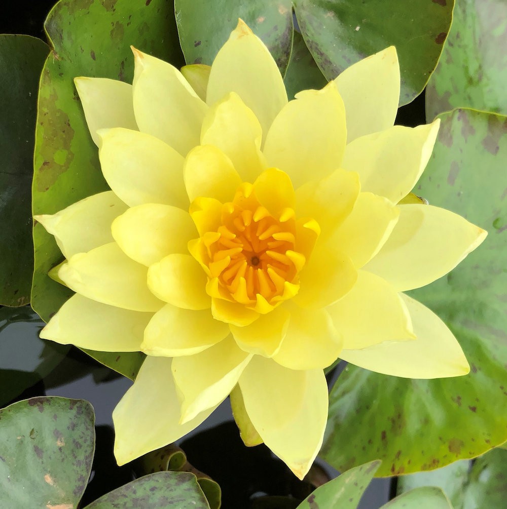 Nymphaea 'Moorei'  ( Profondità 30/70 cm.)