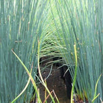 Juncus Blue Arrow   profondità 0-10
