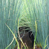 Juncus Blue Arrow   profondità 0-10