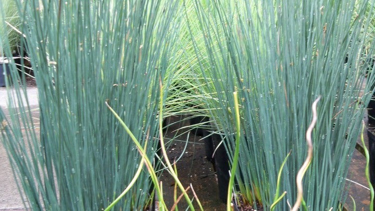 Juncus Blue Arrow   profondità 0-10