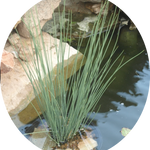 Juncus Blue Arrow   profondità 0-10