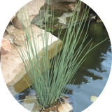 Juncus Blue Arrow   profondità 0-10
