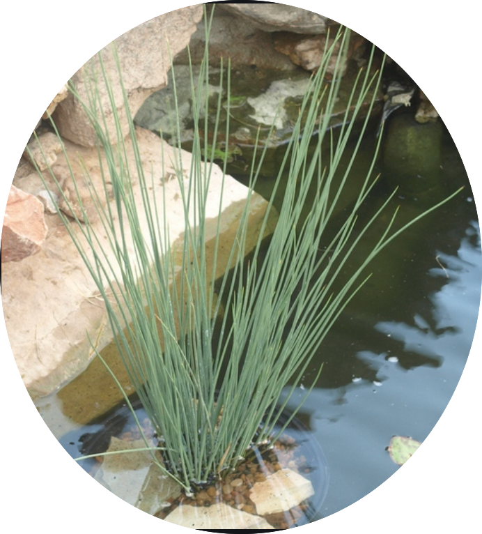 Juncus Blue Arrow   profondità 0-10