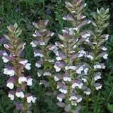 Acanthus Mollis in vaso 9