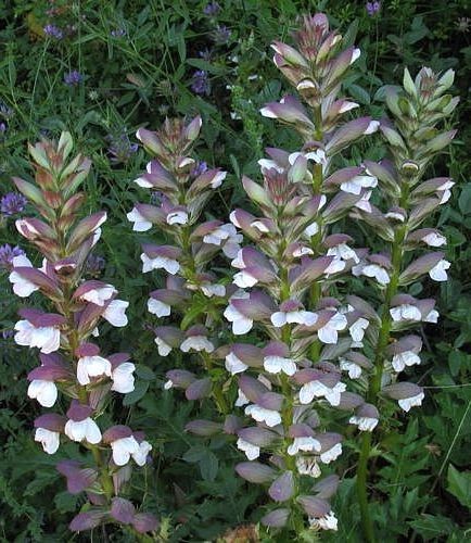 Acanthus Mollis in vaso 9