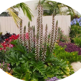 Acanthus Mollis in vaso 9